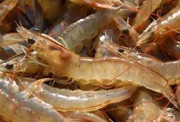 Vietnamese farmed shrimp