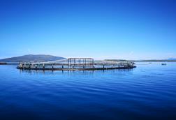 Scottish salmon farm