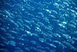 s300_Big_school_of_mackerel_fish