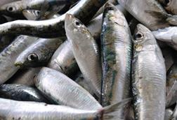 Iberian sardines