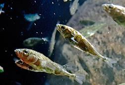 Three-spined_stickleback_(Gasterosteus_aculeatus)