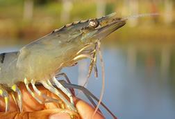 White shrimp
