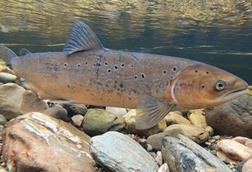 Atlantic salmon