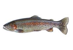 Steelhead