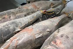 Europêche welcomes new EU freezing-in-brine regulation