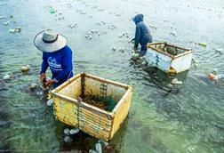 Seaweed farmers