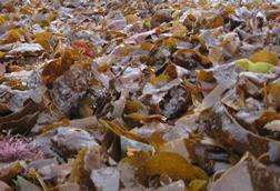 Scottish seaweed