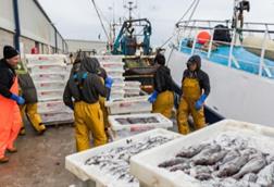 Fishermen unloading catch from a docked vessel