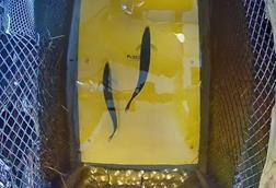 Footage from Innovasea HydroAI