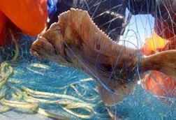 Biogarn.hirtshals-havn