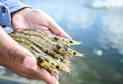 Outstretched hands holding raw shrimp