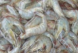 Whiteleg shrimp