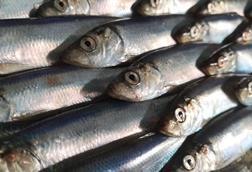 North Sea herring