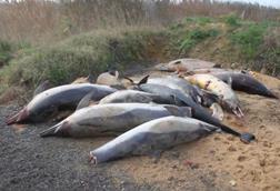 Dolphin-Strandings-Bay-of-Biscay-France-e1679502148208