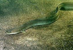 European eel