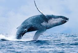 UK BBNJ, humpback whale