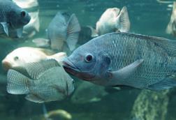 Tilapia grow-out