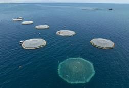 Innovasea aerial-view-submersible-pens