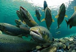 Atlantic salmon are to be protected from a serious infectious disease through the licence of new gene therapy