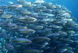 ISSF tuna