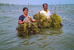 Seaweed harvesting, India