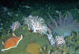 batstar hydrocoral anemone