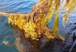 Scottish Sea Farms – seaweed, Loch Spelve