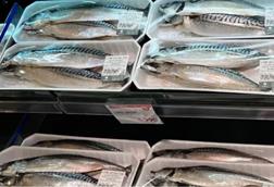 The picture shows a close up of Norwegian mackerel on a fish counter