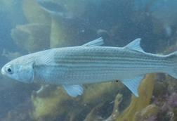 Mújol_(Mugil_cephalus),_Parque_natural_de_la_Arrábida,_Portugal,_2021-09-09,_DD_25