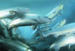 Salmon cage