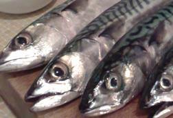 Mackerel