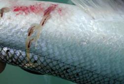 The photo shows an image of sea lice on salmon