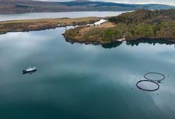 An overhead shot of salmon farming operation