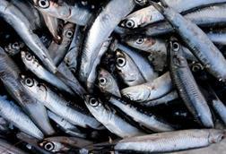 New regulations governing the management of the northern subpopulation of northern anchovy are illegal