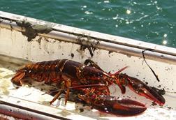 lobster_harpswell