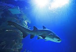 Shark conservation