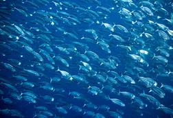 Mackerel