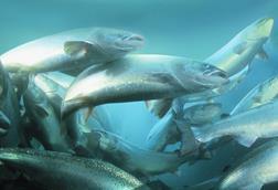 Salmon farming