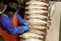 A worker at a salmon farm assessing salmon maturation