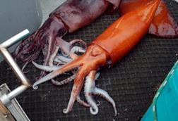 two giant flying squid