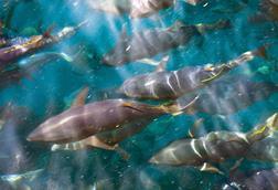 Atlantic bluefin tuna has made progress in the East Atlantic and Mediterranean