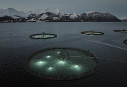 Cod farming using lights
