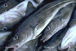 Icelandic cod