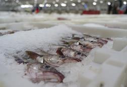 Icelandic cod