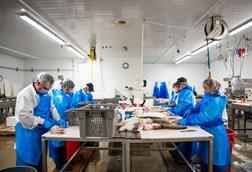 Workers at Steelhead Food Co processing facility