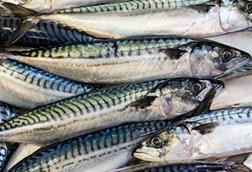 Scottish mackerel