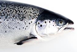 Canadian farmed salmon