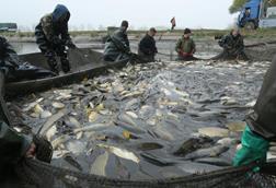 Aquaculture in Slovakia