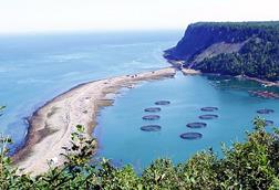 The image shows an overhead shot of Atlantic salmon holding pens in New Brunswick