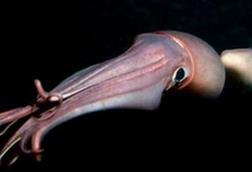 Jumbo flying squid